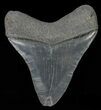 Fossil Megalodon Tooth - Georgia #68043-2